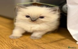 Ragdoll cats for sale: 🐾 Pure Ragdoll Kittens Looking for Loving Homes  - Image 3