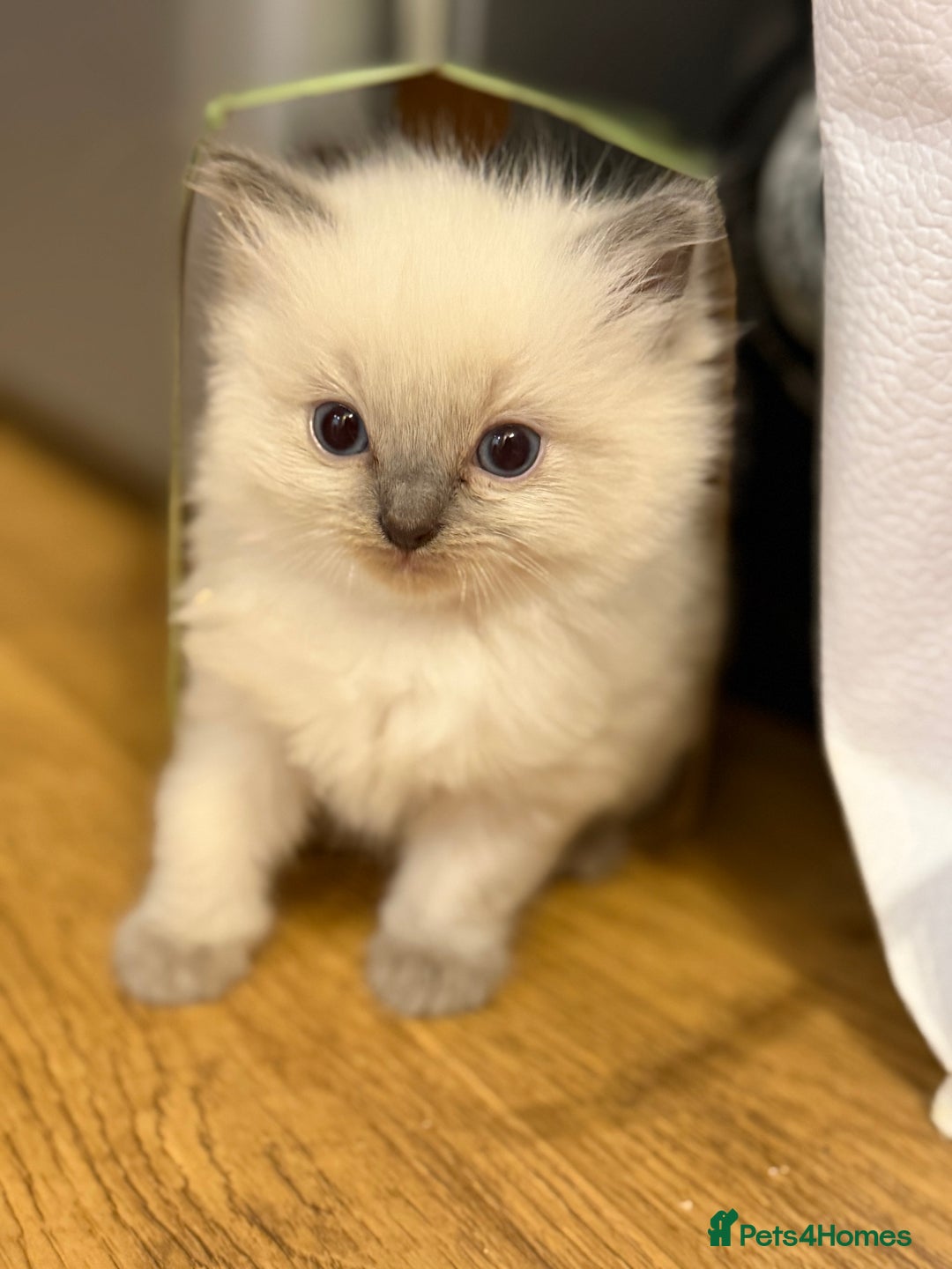 Ragdoll cats for sale: 🐾 Pure Ragdoll Kittens Looking for Loving Homes  - Image 3