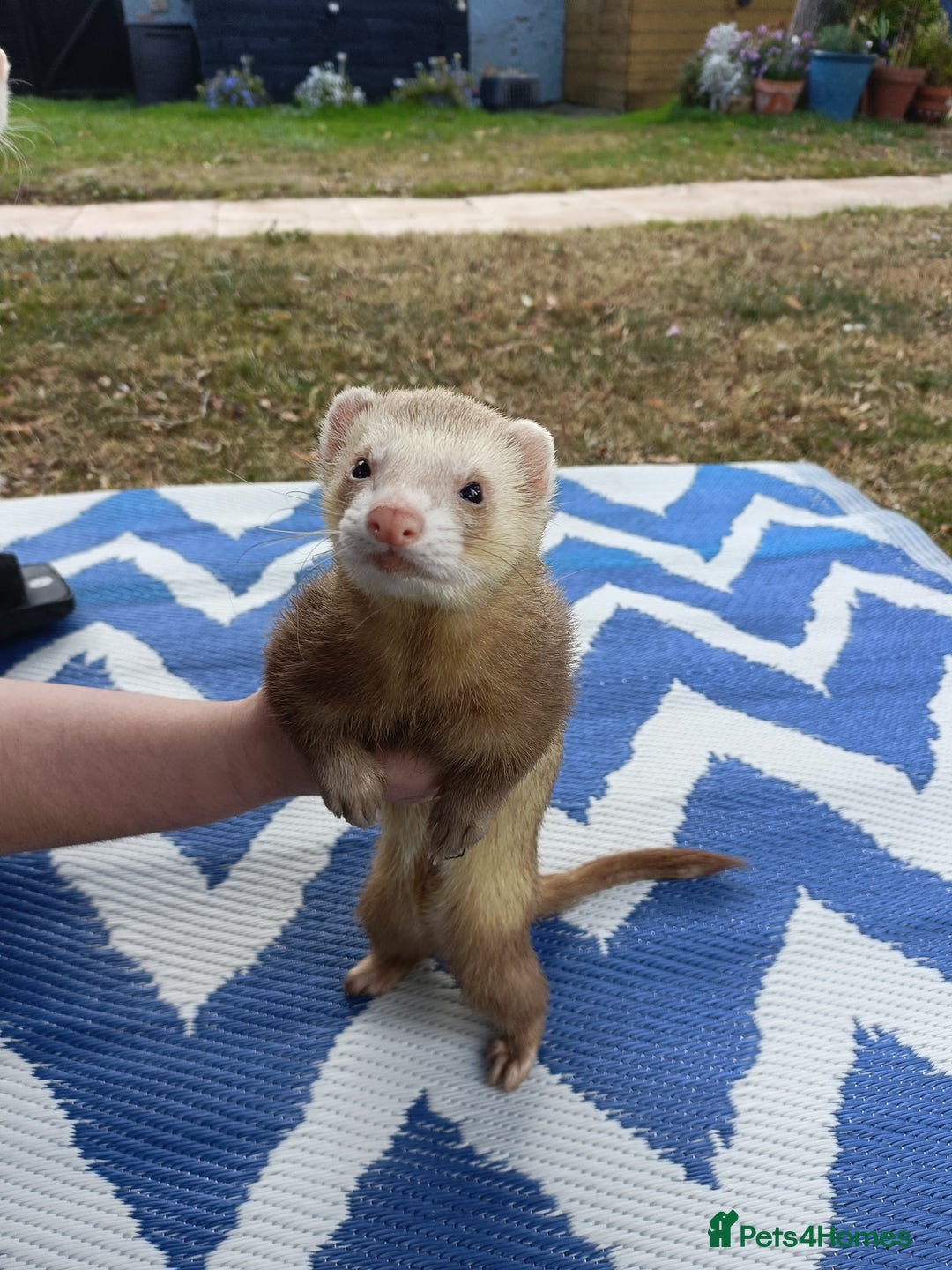 Ferret rodents for sale: Ferrets for Sale - 8 weeks old - Image 8
