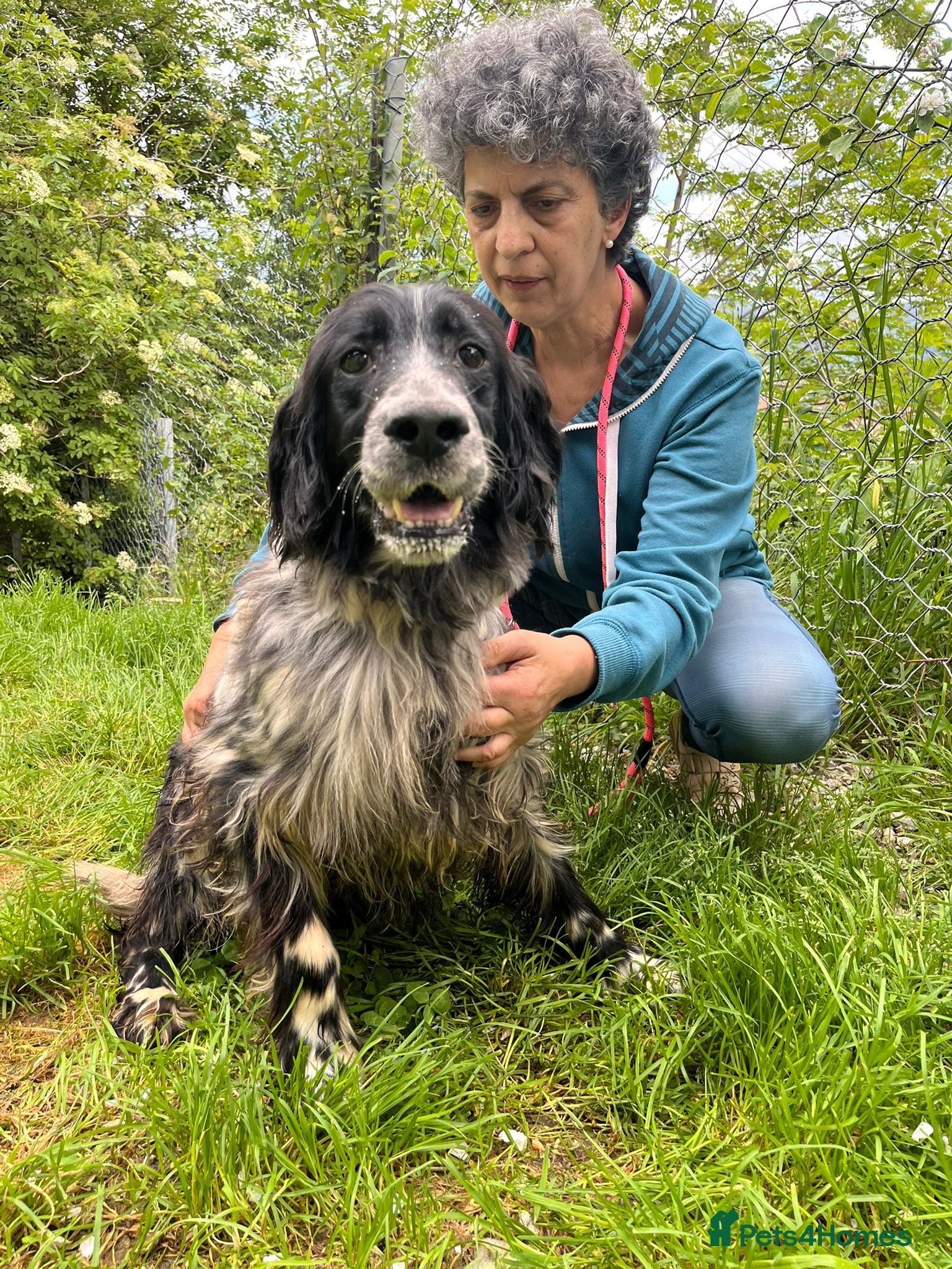 English Setter dogs Terry - Advert 13