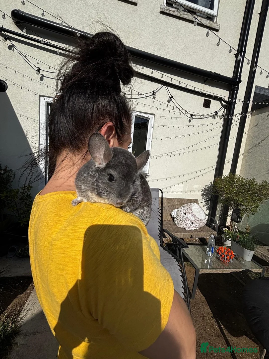 Chinchilla rodents for sale: Female chinchilla in Hull - Advert 2