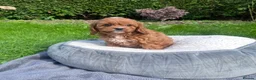 Cavapoo dogs for sale: Adorable F1 Cavapoo Puppies  in Uttoxeter - Advert 6