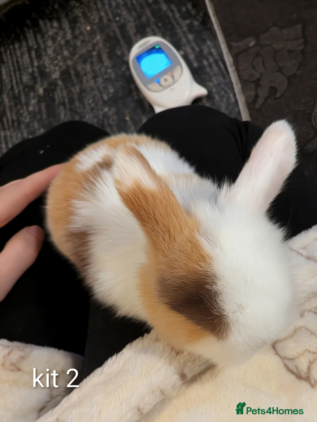 Mini Lop rabbits for sale: Pure bred mini lops (indoor only) - Advert 11