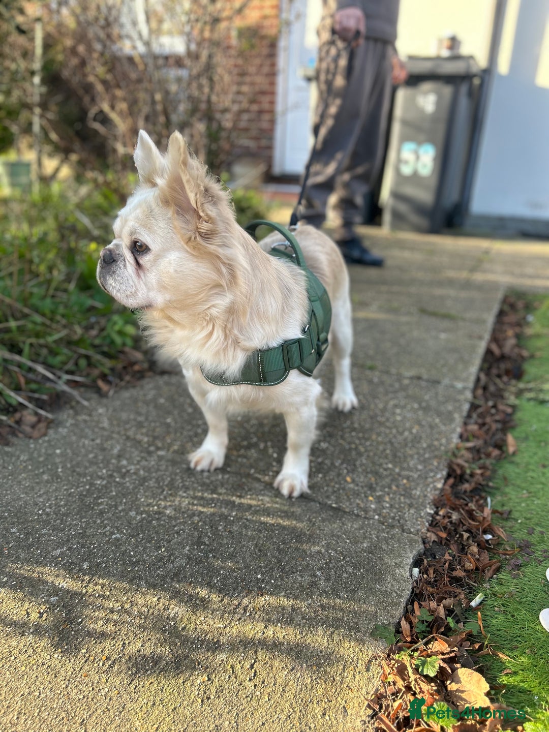 French Bulldog dogs for stud: Fluffy French Bulldog Stud  - Advert 4