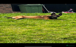 Belgian Shepherd Dog dogs for sale: Belgian Malinois Zeus age 4  - Image 2