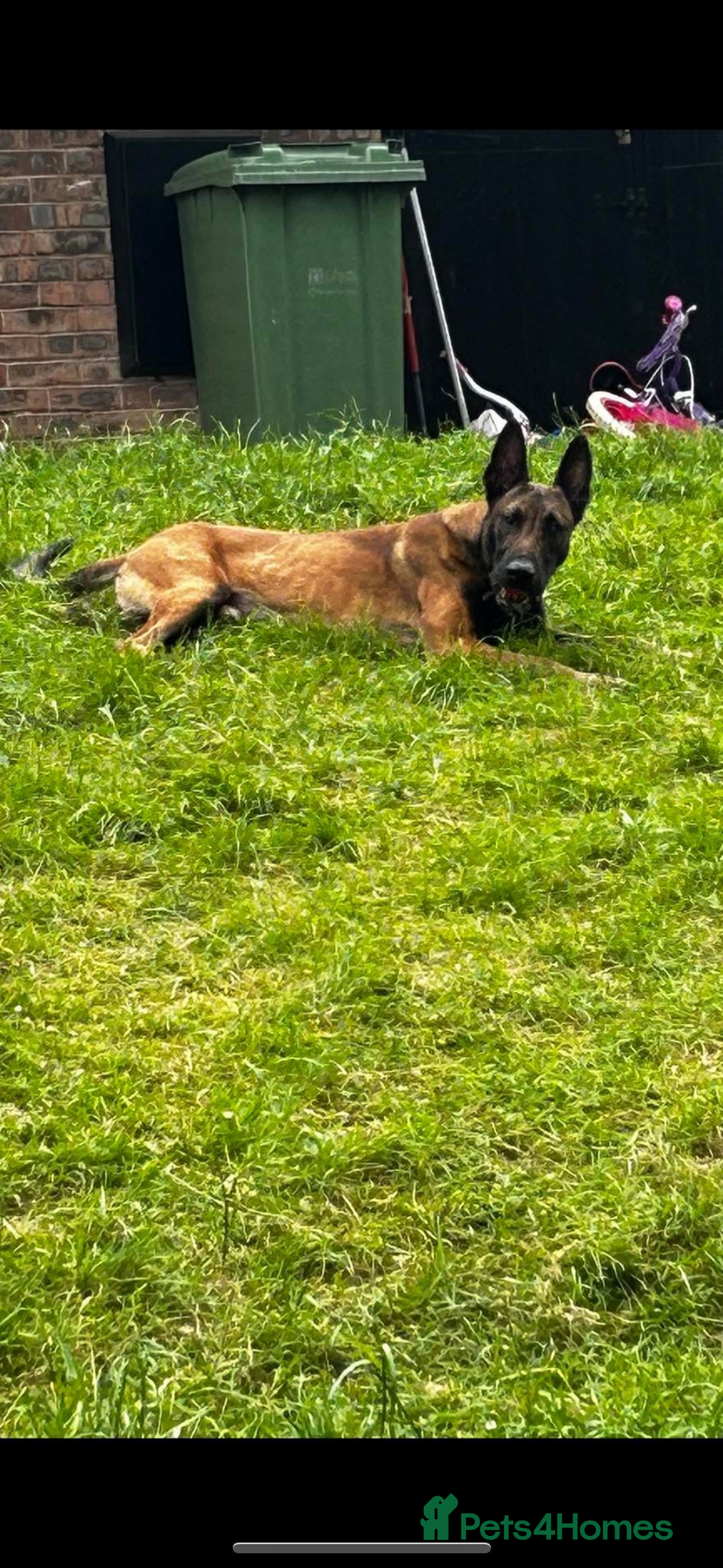 Belgian Shepherd Dog dogs for sale: Belgian Malinois Zeus age 4  - Image 2