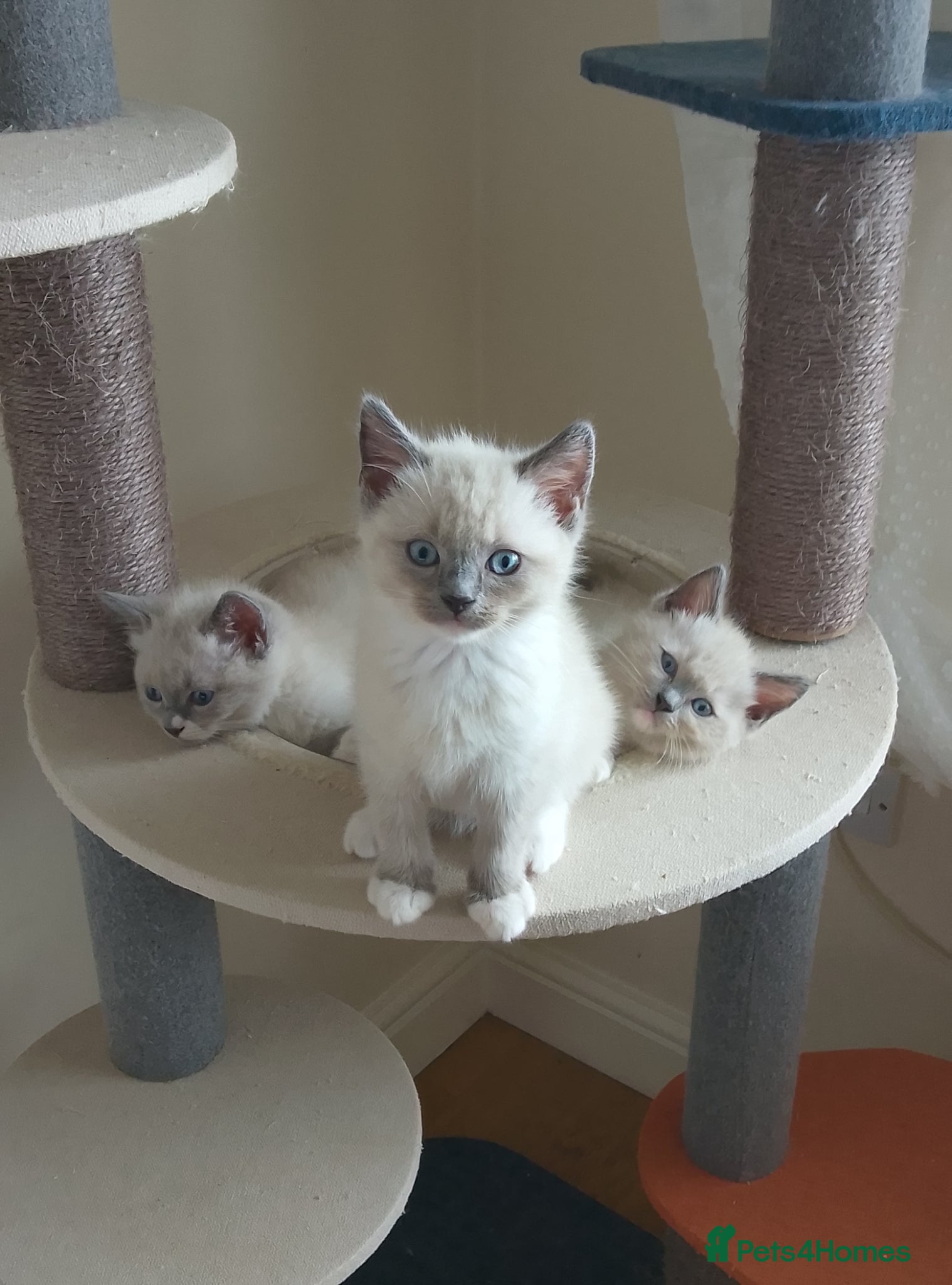 Ragdoll cats 3 beautiful blue mitted ragdoll kittens  - Advert 2