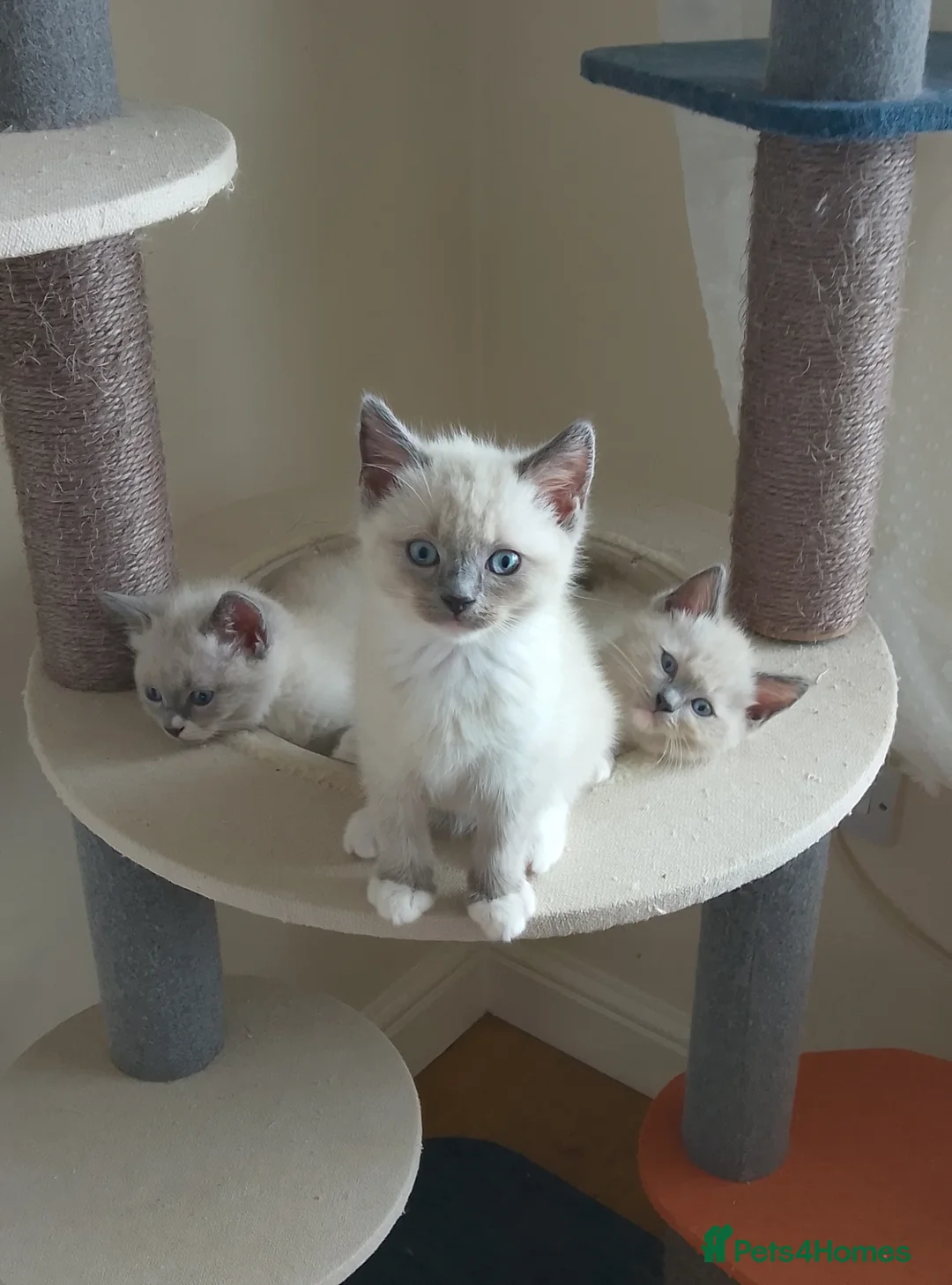 Ragdoll cats for sale: 3 beautiful blue mitted ragdoll BSH kittens  - Advert 1