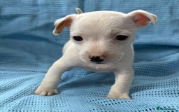 Jack Russell dogs for sale: Mini Jack Russell Terrier puppy - Image 13