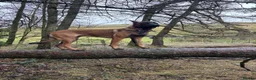 Belgian Shepherd Dog dogs for sale: Belgian malinois female - Advert 9