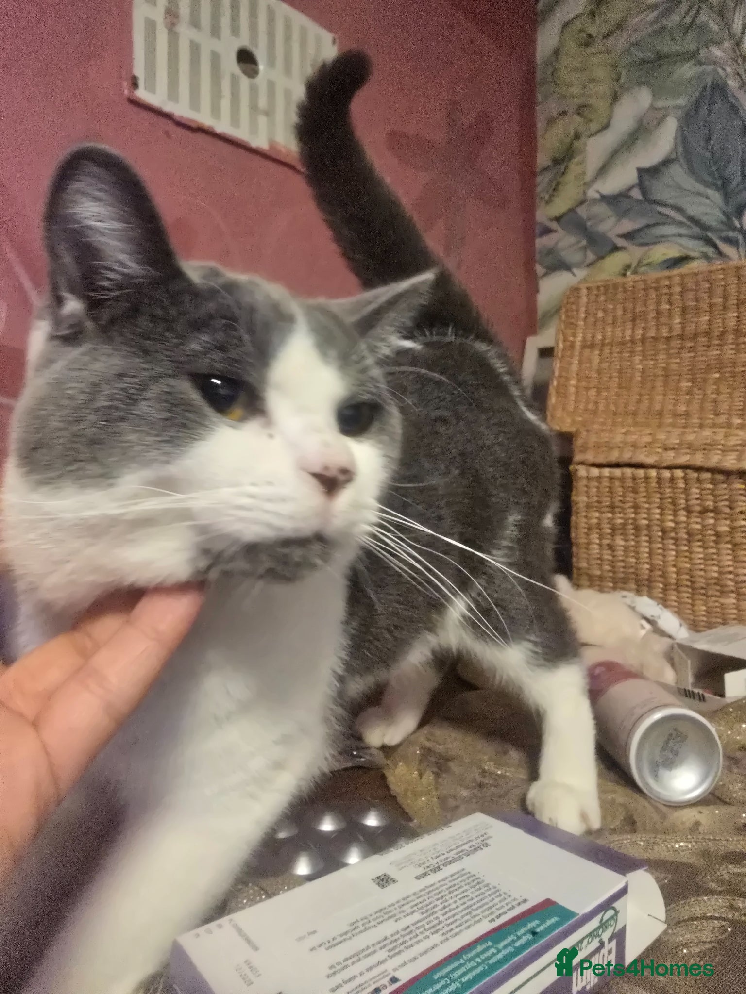 Mixed Breed cats Handsome Archi for sale  - Advert 1