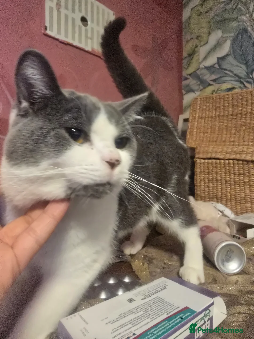 Mixed Breed cats for sale: Handsome Archi for sale  - Advert 2