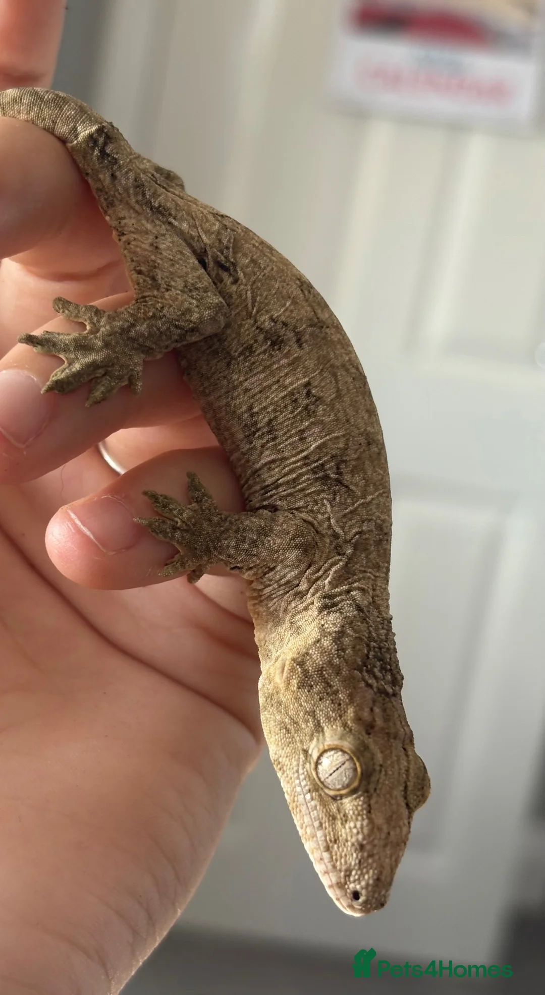 Gecko reptiles for sale: Baby Leachie Gecko - Advert 2