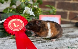 Hamster rodents for sale: Beautiful baby hamsters. Russian Dwarf and Syrian - Image 35