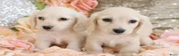 Miniature Dachshund dogs for sale: KC Cream Longhair Miniature Dachshund Puppies - Advert 13