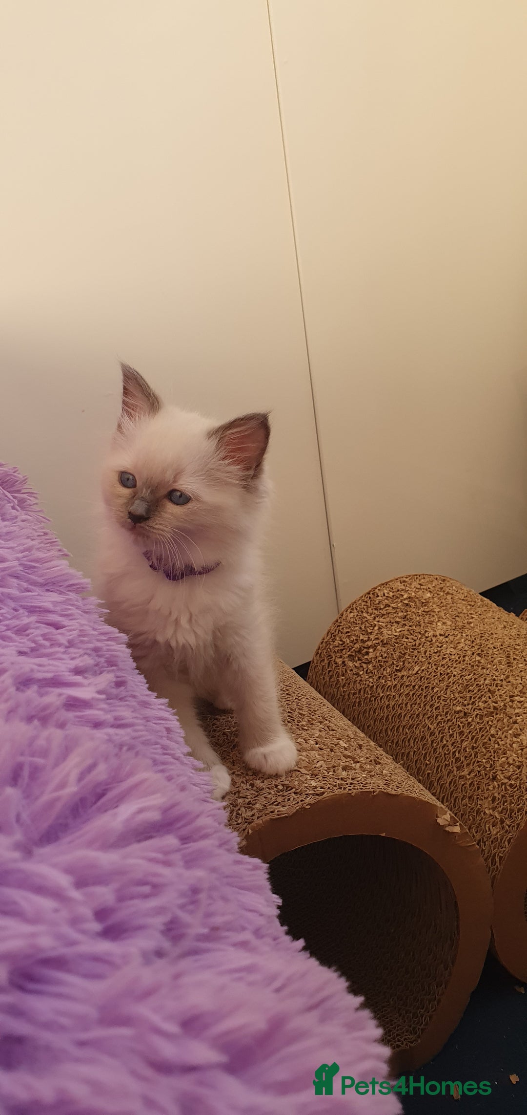 Ragdoll cats for sale: Tica registered ragdoll kittens - Advert 13