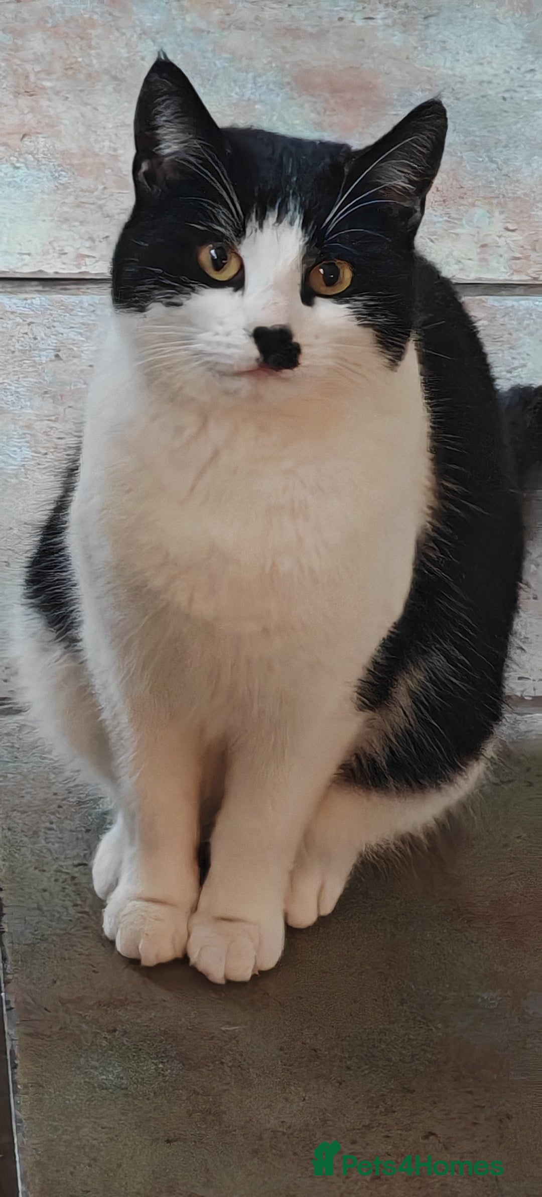 Domestic Shorthair cats for sale: Stunning Tuxedo shorthair kittens. - Image 5