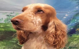 Mixed Breed dogs for sale: Basset x cocker puppies - Image 7