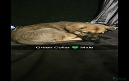 Mixed Breed dogs for sale: German Shepherd cross collie/lurcher puppies  - Image 8