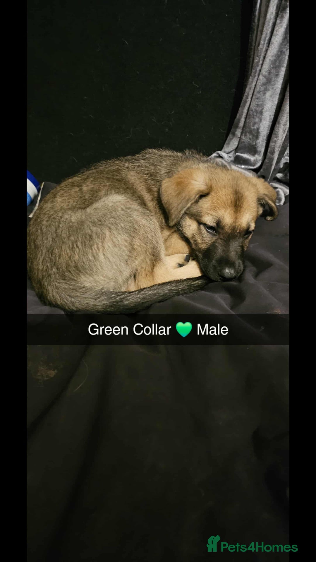 Mixed Breed dogs for sale: German Shepherd cross collie/lurcher puppies  - Image 8