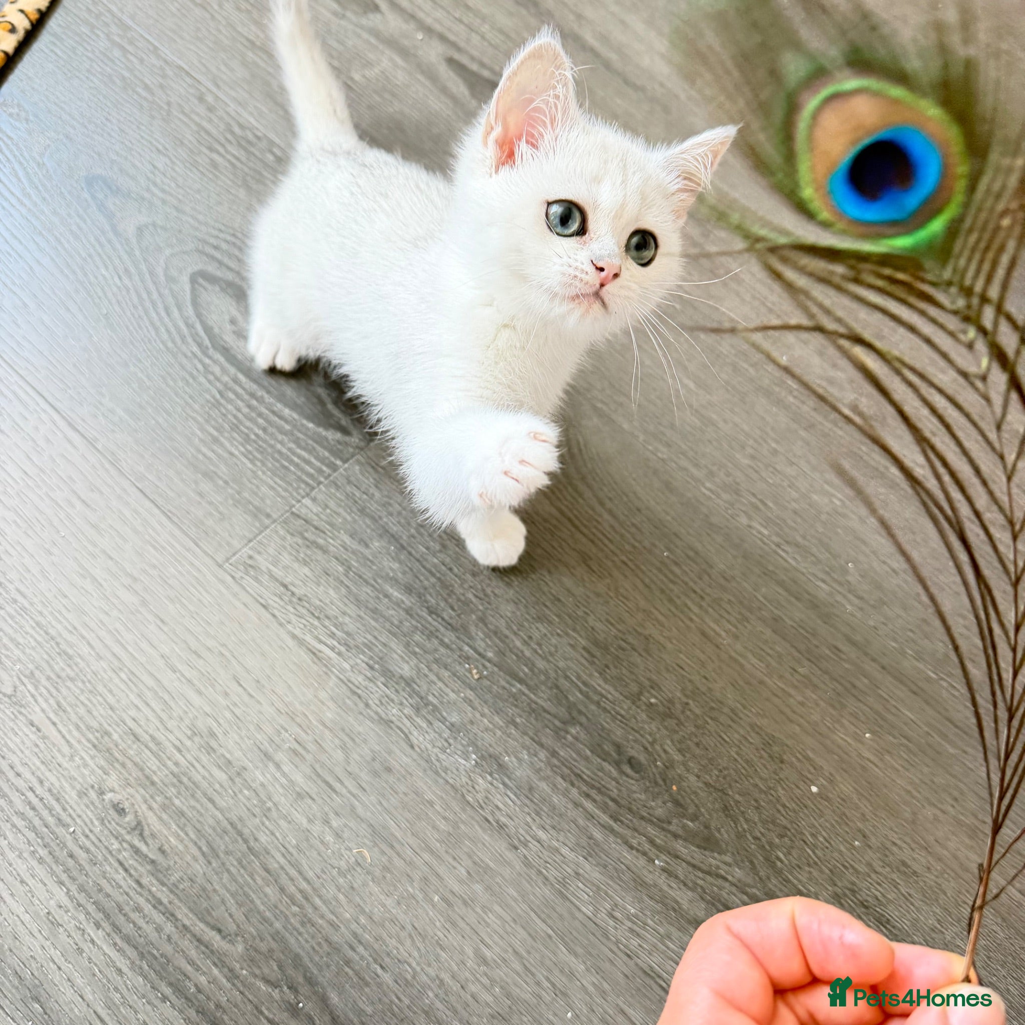 British Shorthair cats * British Shorthair boy TICA Registered Ready Now - Advert 1