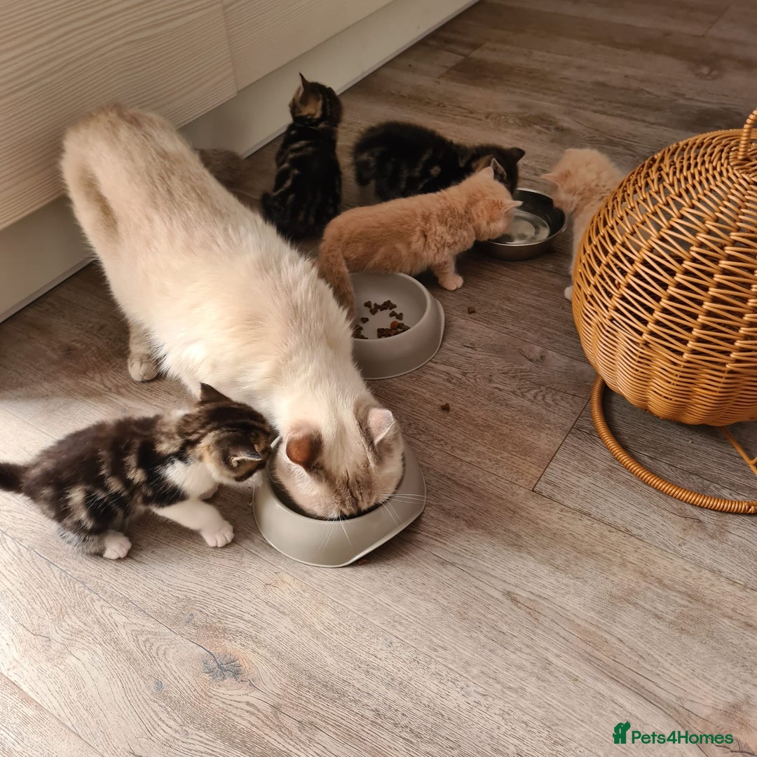 British Shorthair cats for sale: Cute british-shorthair kittens  - Image 16