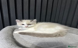 Ragdoll cats for sale: ragdoll kittens - Image 3