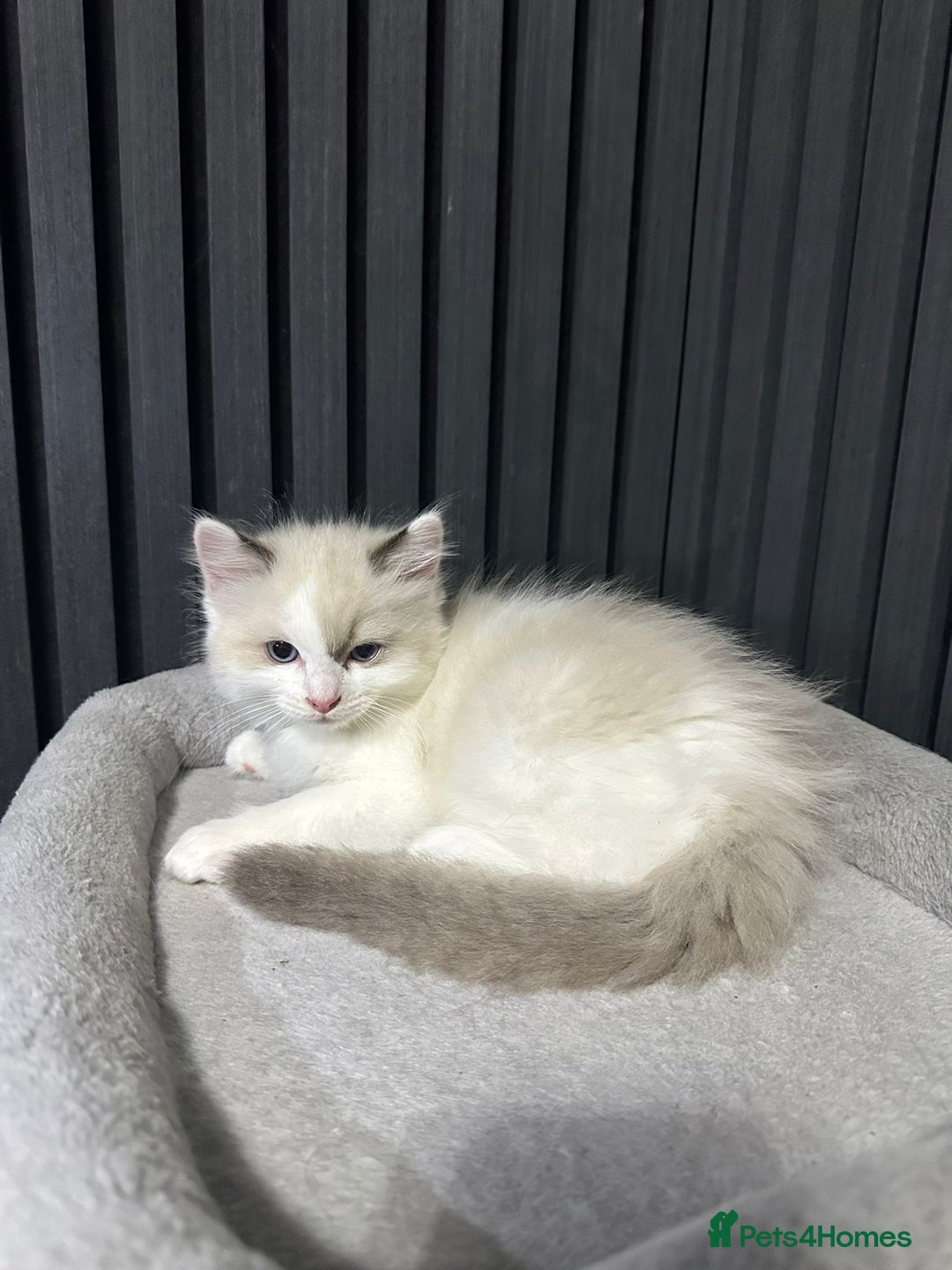 Ragdoll cats for sale: ragdoll kittens - Image 3