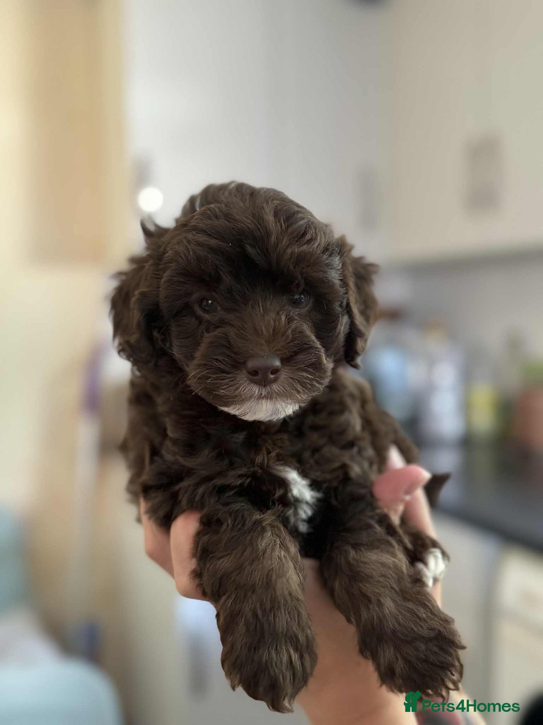 Sheepadoodle dogs for sale: F1b mini sheepadoodles - Image 27