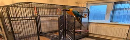 Macaws birds for sale: Macaw  - Advert 1