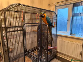 Macaws birds Macaw - Advert 2