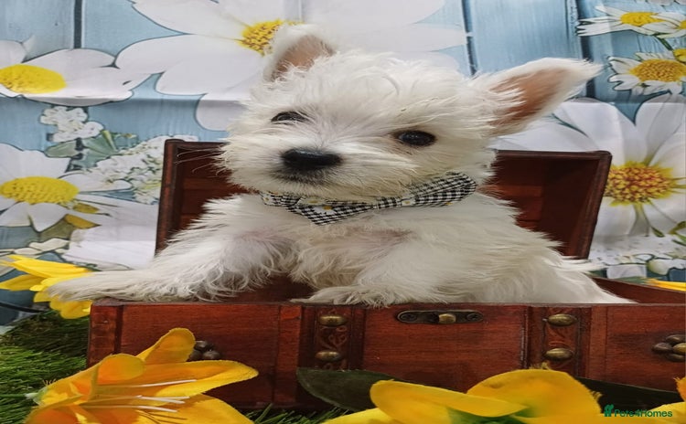 West Highland Terrier dogs - Advert 6