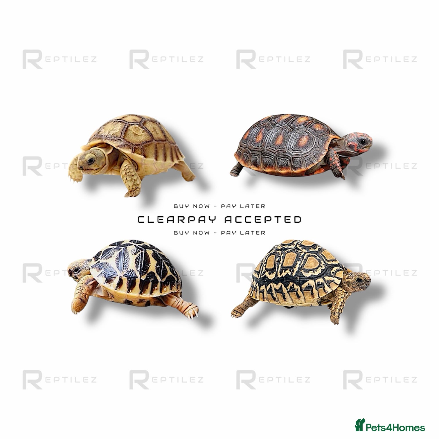 Tortoise reptiles TORTOISE BABIES - Advert 1