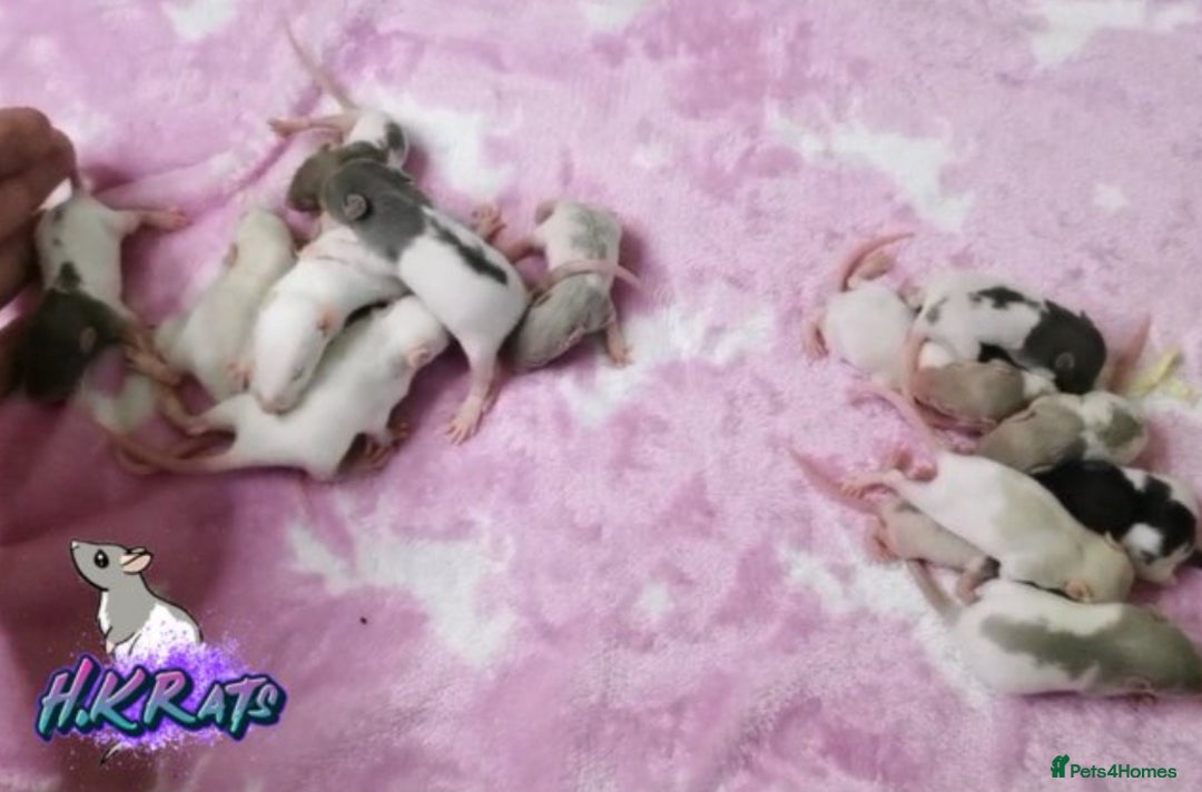 Rat rodents for sale: Dumbo rats mixed buck and does available  - Advert 10