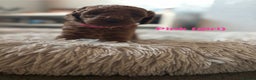 Cockapoo dogs for sale: Beautiful cockapoo puppies  - Advert 1