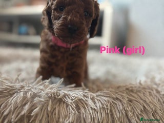 Cockapoo dogs Beautiful cockapoo puppies - Advert 1