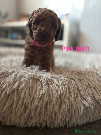 Cockapoo dogs Beautiful cockapoo puppies - Advert 1
