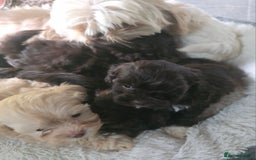 Shihpoo dogs for sale: F1 TOY SHIHPOO puppies, platinum choc champagne - Image 20
