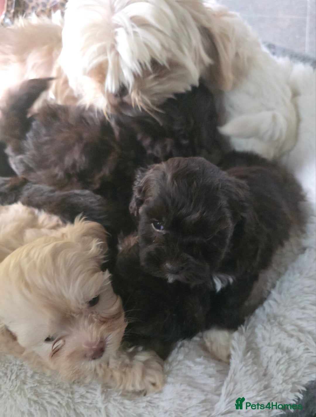 Shihpoo dogs for sale: F1 TOY SHIHPOO puppies, platinum choc champagne - Image 20