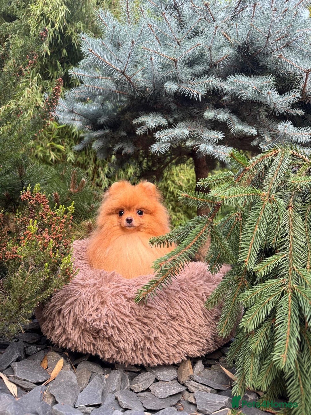 Pomeranian dogs for sale: White and Orange Pomeranian Boys in London - Image 31