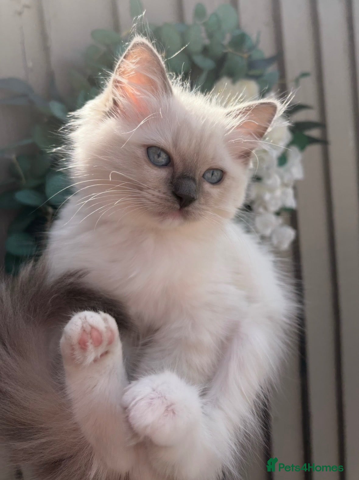 Ragdoll cats Ragdoll kitten🌺  - Advert 2