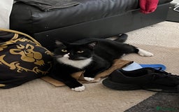 Mixed Breed cats for sale: Maine Coon mix boy - Image 1
