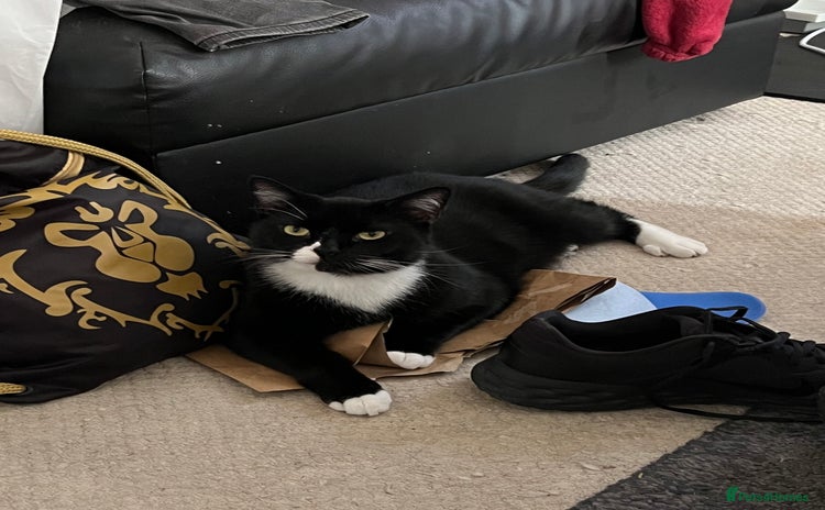 Mixed Breed cats for sale - Advert 1