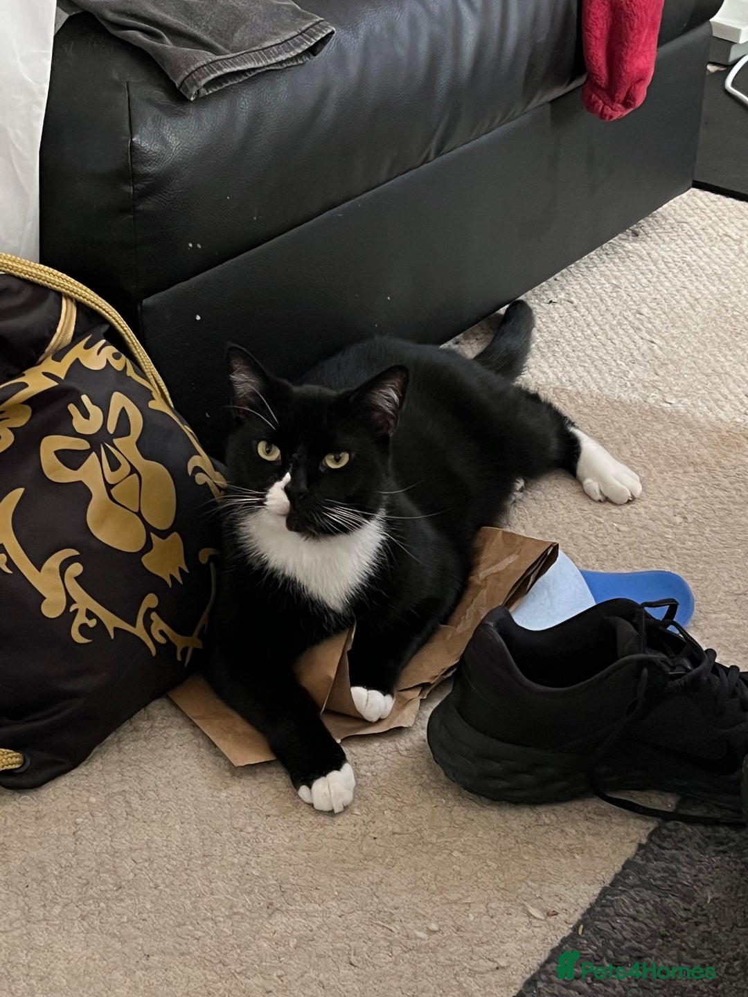 Mixed Breed cats for sale: Maine Coon mix boy - Image 1