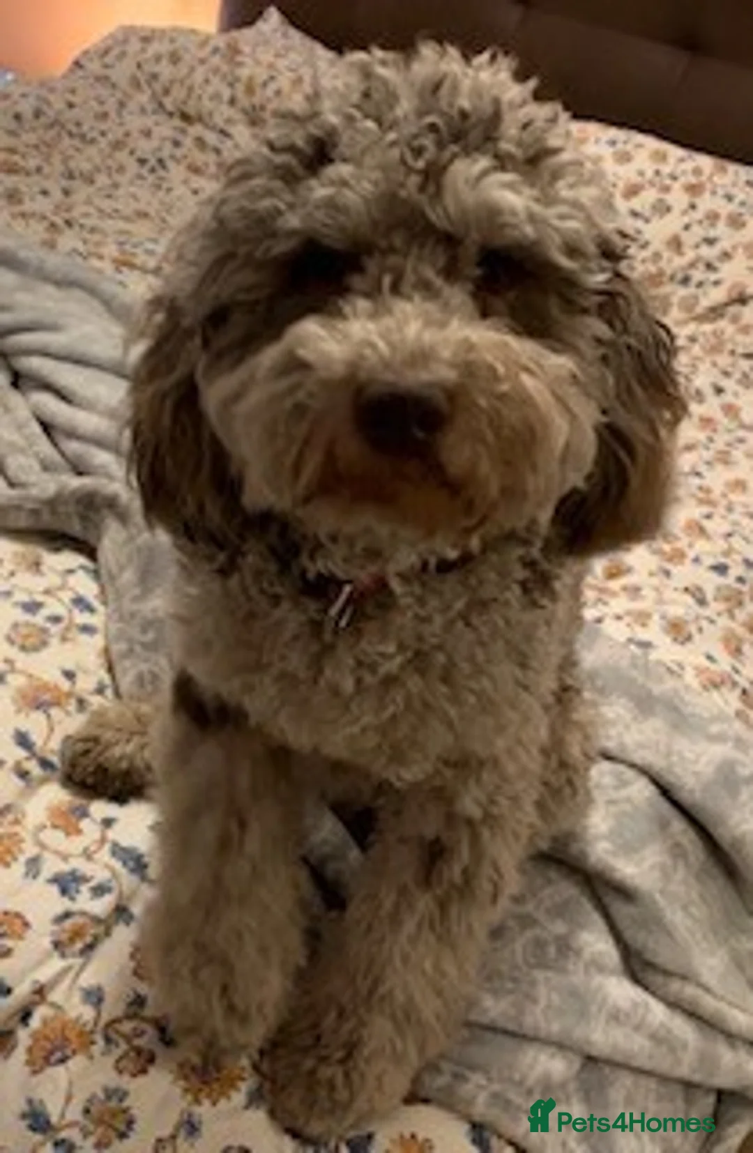 Cockapoo dogs for stud: PROVEN DNA tested Cockapoo Stud-Chocolate Merle in Stafford - Advert 14