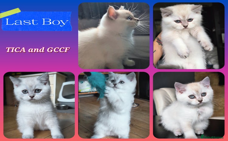 British Shorthair cats - Advert 2