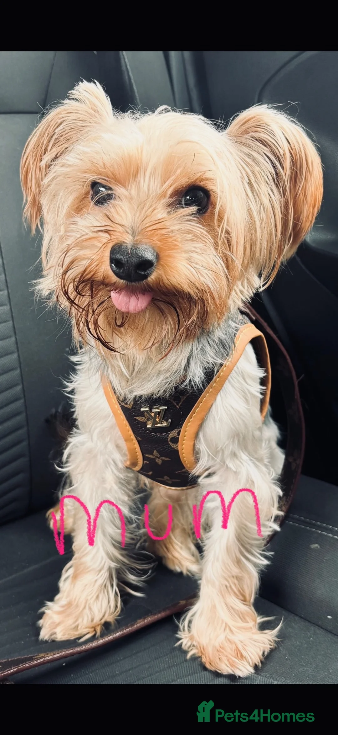 Yorkshire Terrier dogs for sale: Adorable Yorkshire Terrier Puppies 8 girls&1 boy.  - Advert 41