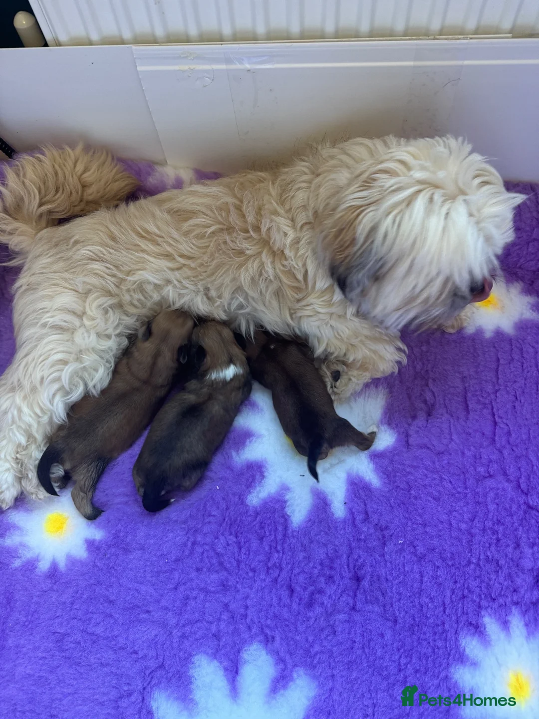 Lhasa Apso dogs for sale: KC reg Fabulous male Lhasa apso pra clear - Advert 8