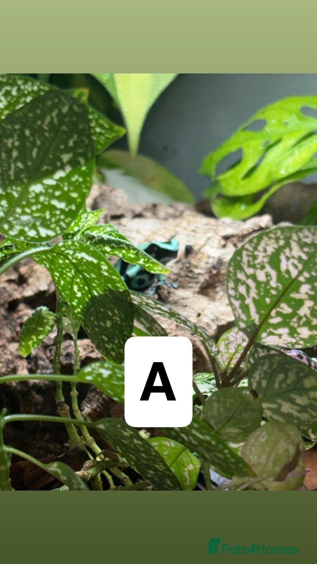 Frog reptiles Posion Dart frogs and whites tree frog  - Advert 1