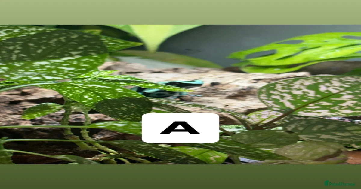 Viv Frog Reptiles for sale | Pets4Homes